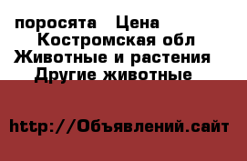 поросята › Цена ­ 3 000 - Костромская обл. Животные и растения » Другие животные   